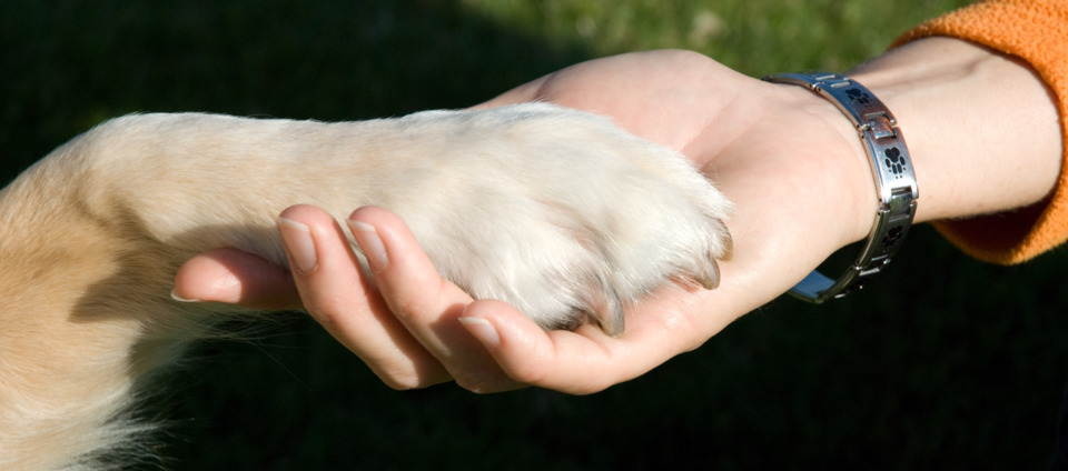 Pfotenschule-Rems-Murr